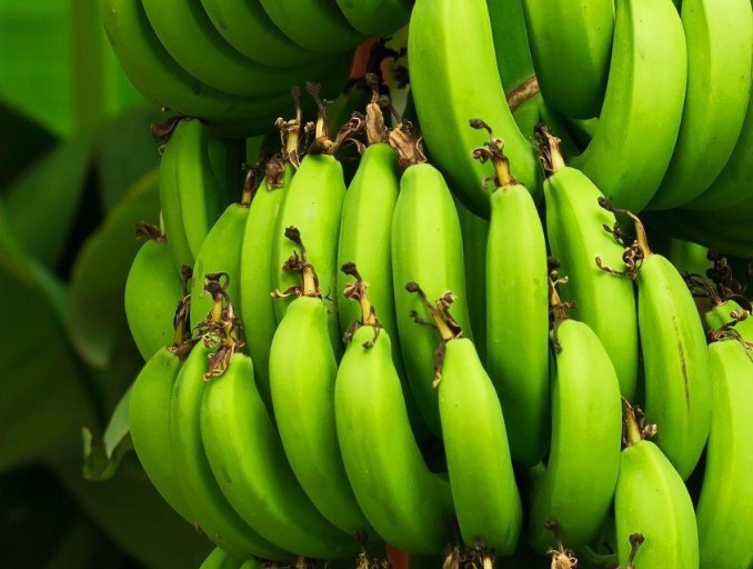 Bunches of green Somali bananas on the plant