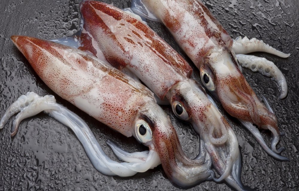 Fresh squid catch